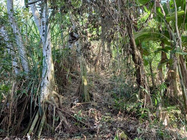 Área para Venda em Ilhabela - 5